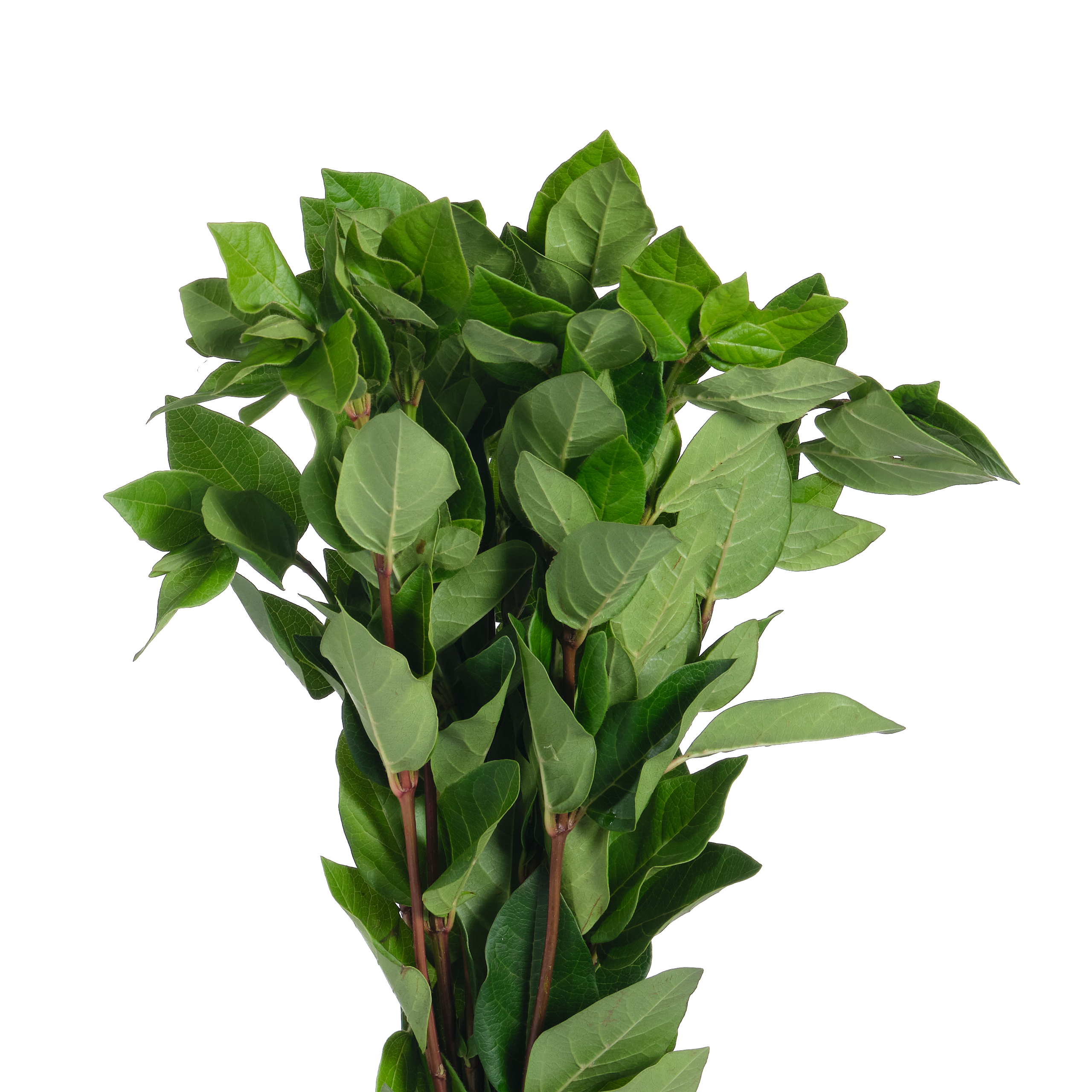 Вибурнум грин эрроу