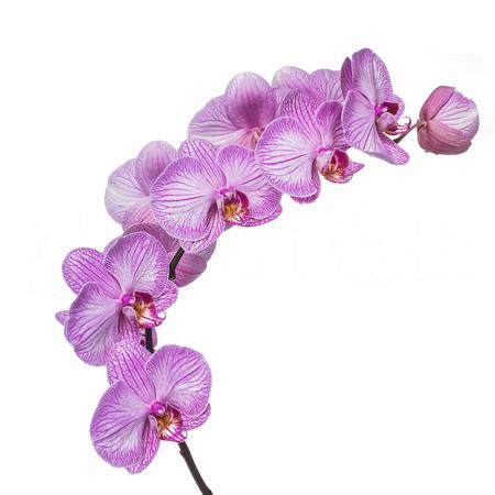 Фаленопсис шанхай