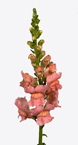 Antirrhinum orleans pink