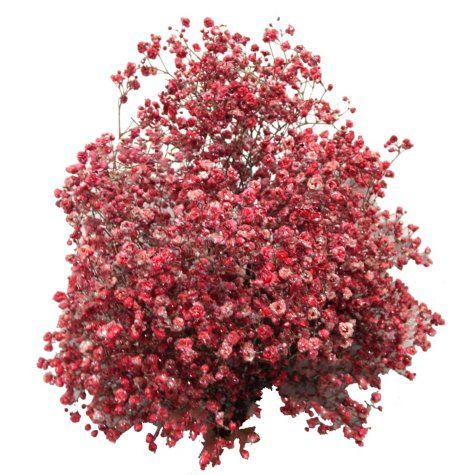 Гипсофила краш. с блестками красная в Москве