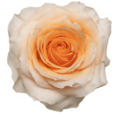 Роза однг фелисити