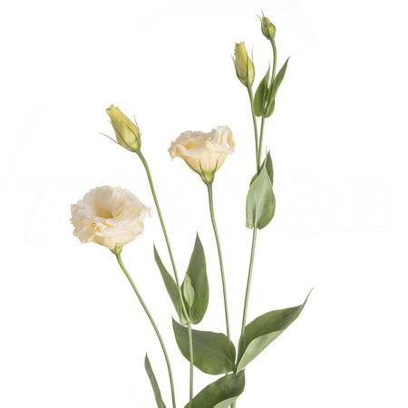 Лизиантус эн зеленый