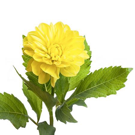 Dahlia sun lady