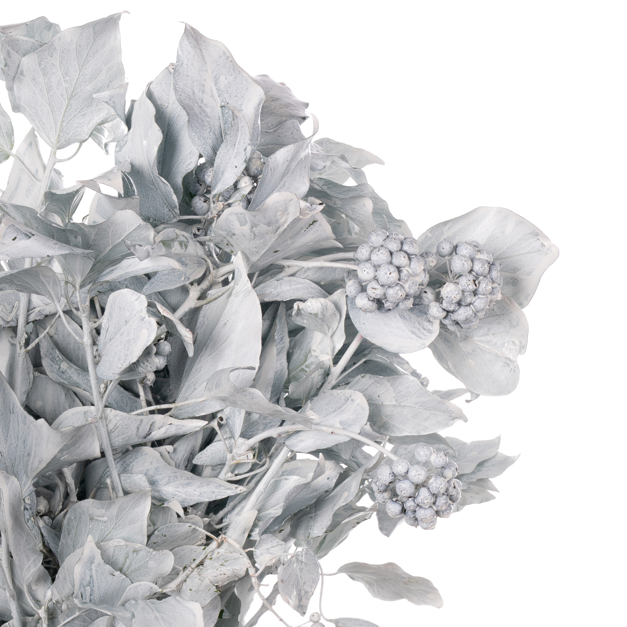 Листья Хедера краш. антик берри белый в Новосибирске