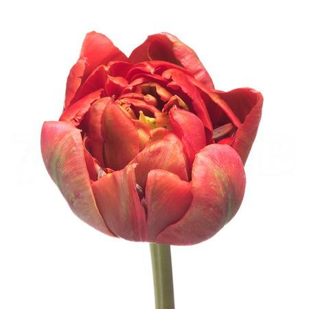 Тюльпан махровый таити