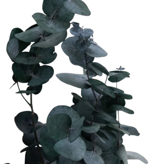 Листья Эвкалипт краш. цинерея зеленый