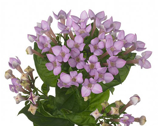 Бовардия эн роял наоми в Москве