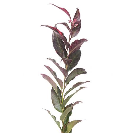 Leucothoe