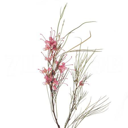 Grevillea johnsonii