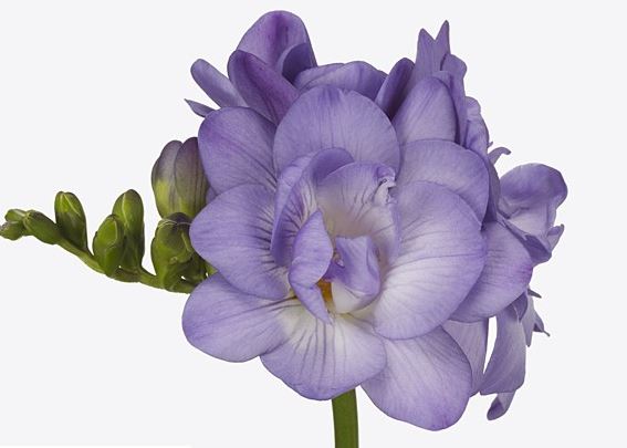 Фрезия махровая фиолетовая