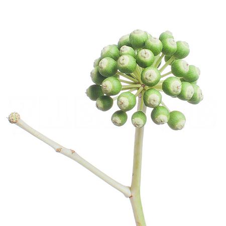 Аралия сидс