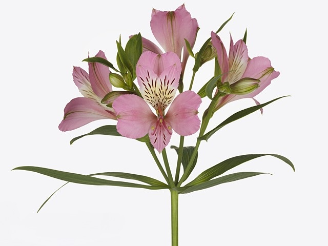 Alstroemeria tourmaline