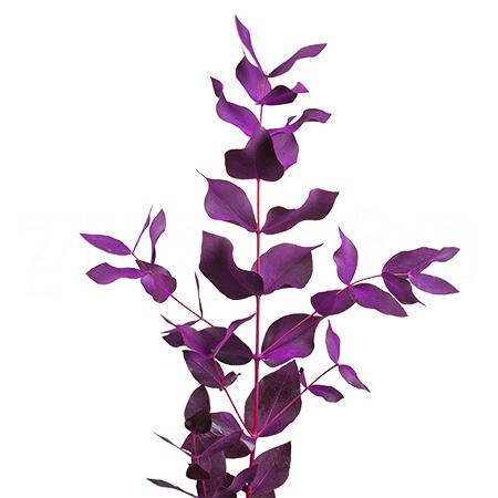 Листья Эвкалипт цинерея краш. пурпурная