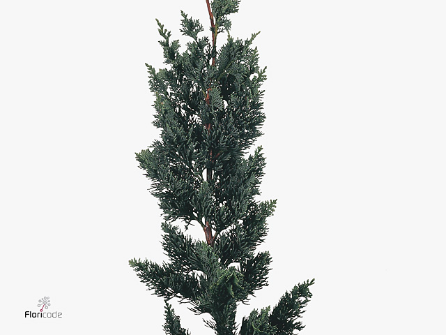Branch Thuja drath