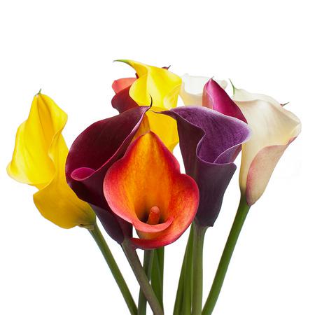 Калла рейнбоу в Москве