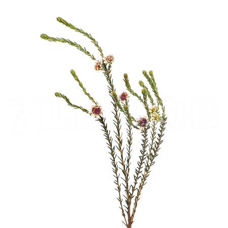 Капс стаавия