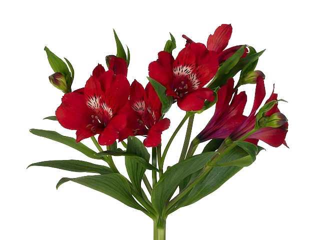 Альстромерия санта фе