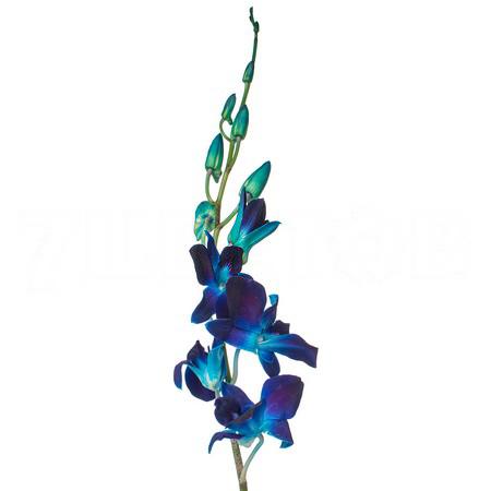 Dendrobium tinted blue