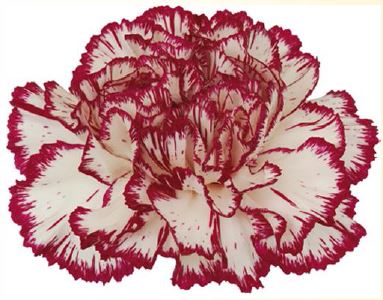 Гвоздика фаликон