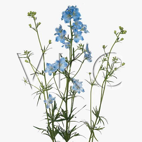 Дельфиниум морфо платинум блю в Новосибирске