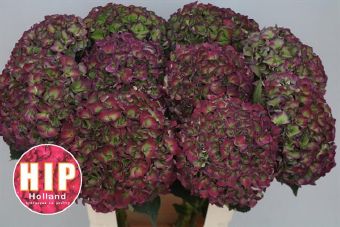 Гидрангия родео классик пурпурно-зеленая в Москве