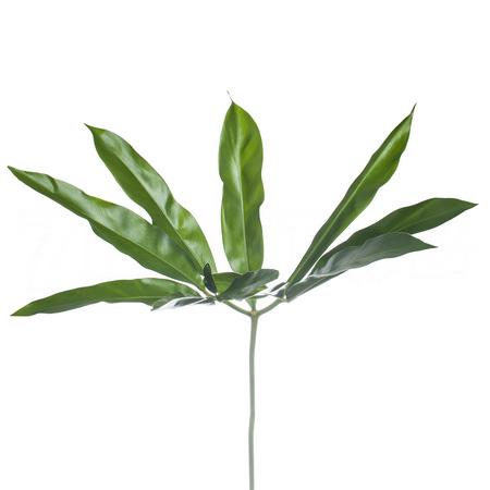 Blad Philodendron fun bun