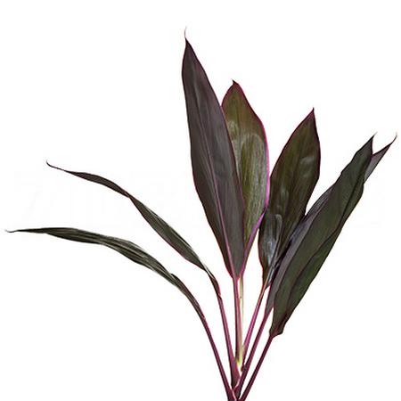 Blad Cordyline red leafs top