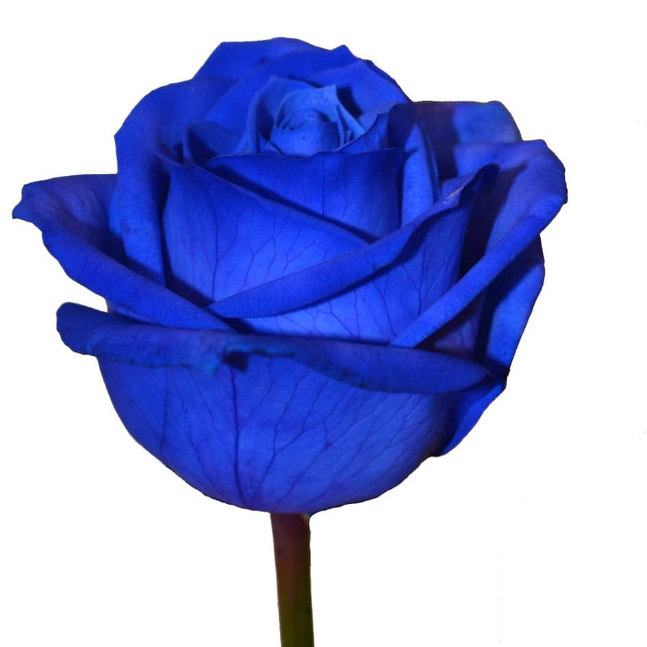 Роза гр мондиаль краш синяя