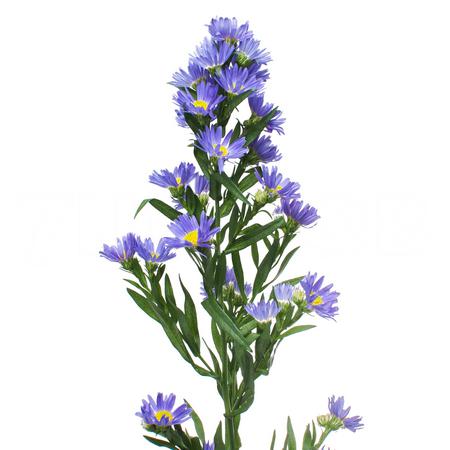 Aster laura