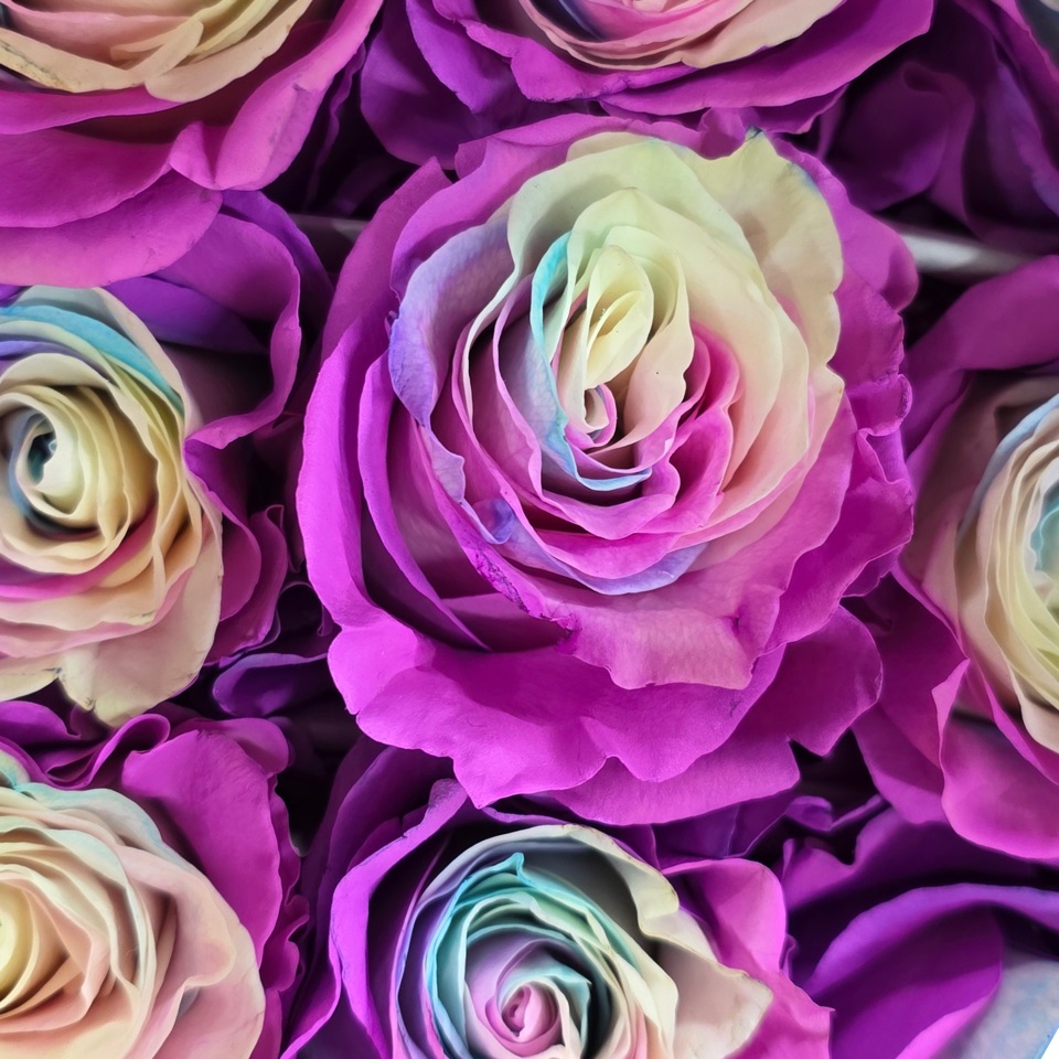 Роза однг краш. марш светло-розовая