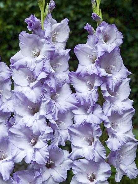 Gladiolus sweet blue