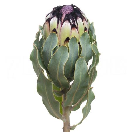 Protea barbigera niobe