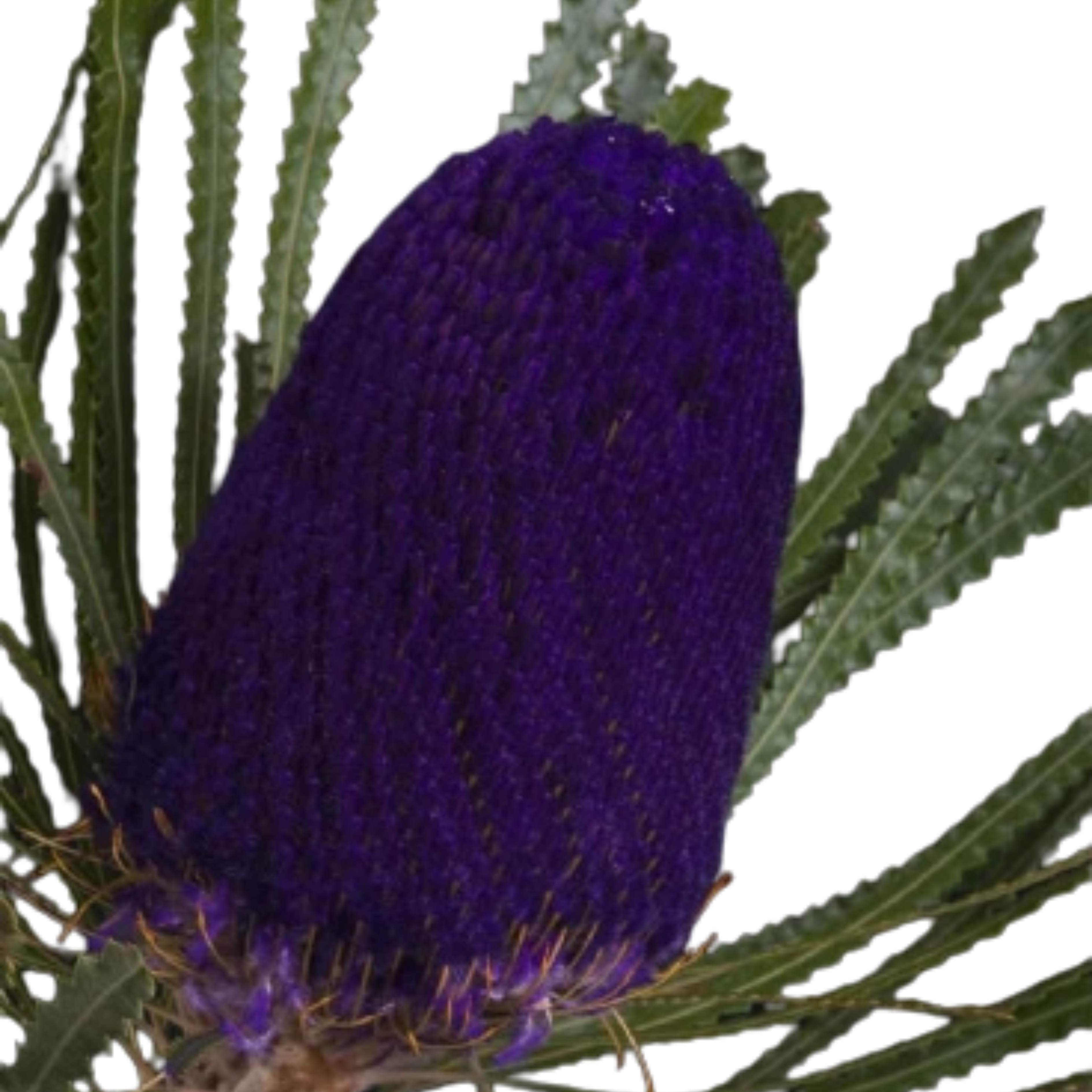 Банксия краш. хукера фиолетовая