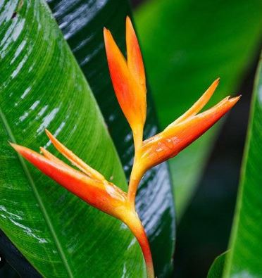 Heliconia golden orange