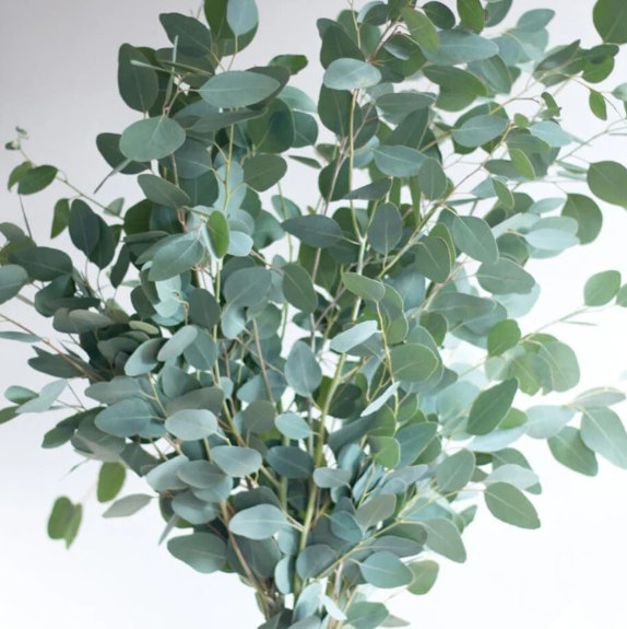 Blad Eucalyptus polyanthemos