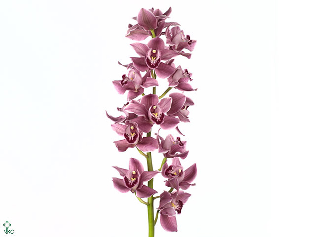 Цимбидиум маарс 821