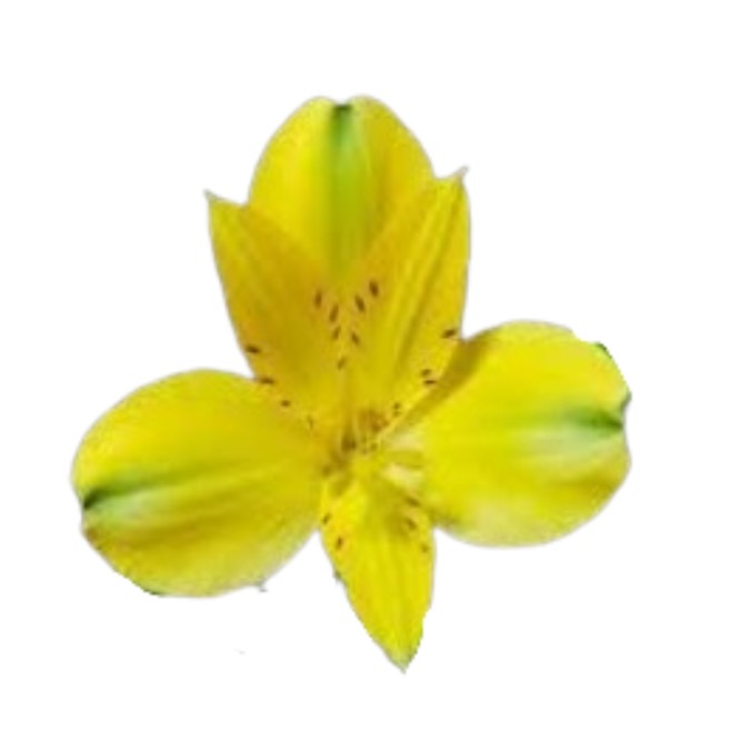 Альстромерия эстрада в Москве