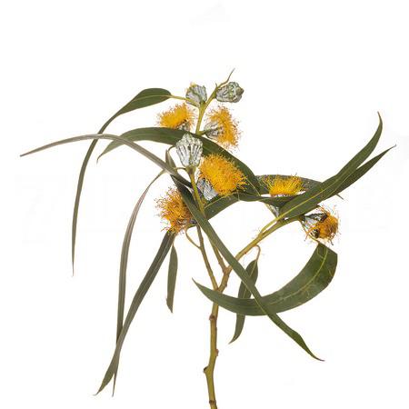 Листья Эвкалипт сильверглоб блоссом жёлтый в Москве