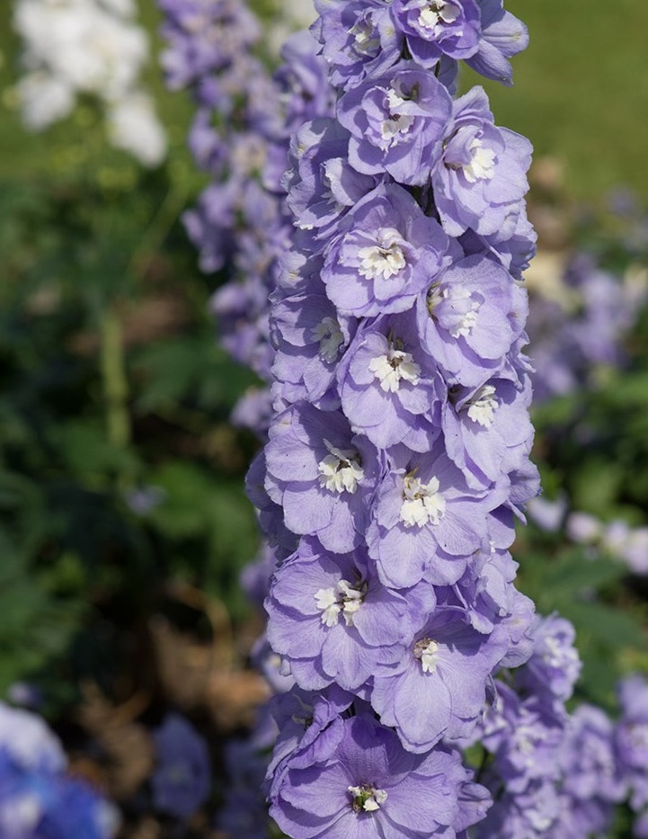 Delphinium elatum aurora lavender