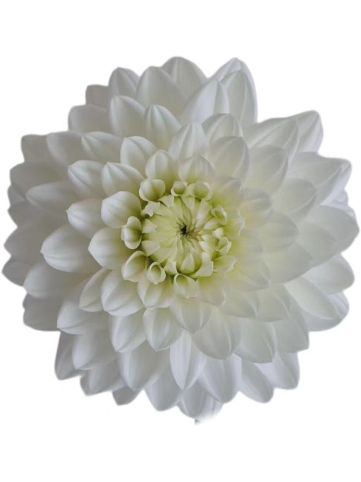 Dahlia silver