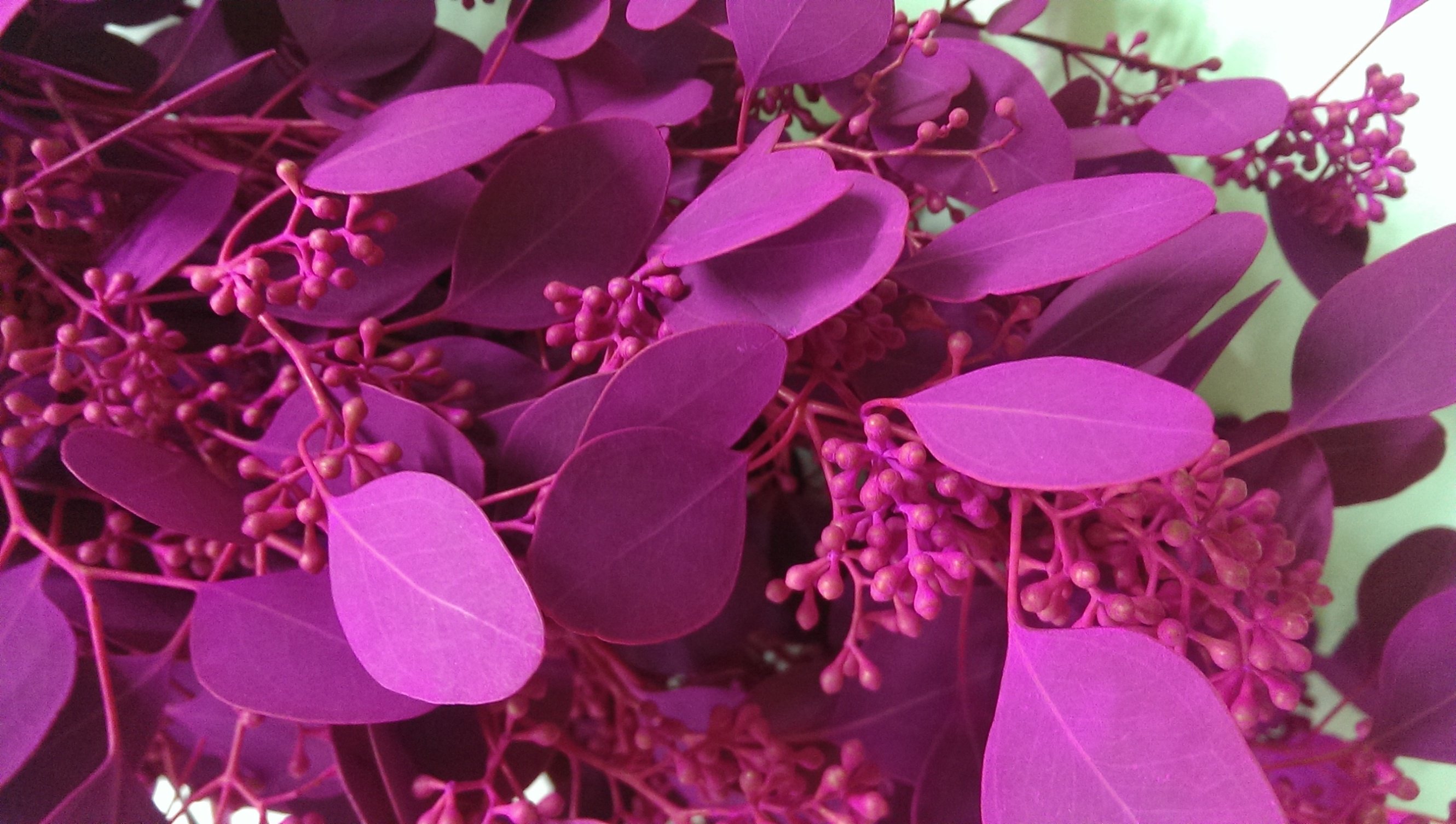 Листья Эвкалипт популус бадс краш. пурпурные