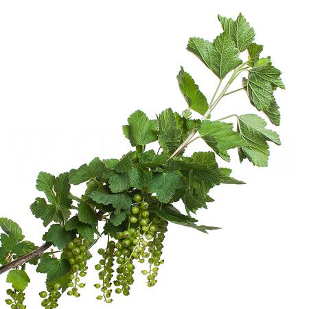 Ribes Rubrum