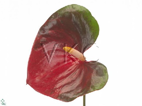 Anthurium mars imp