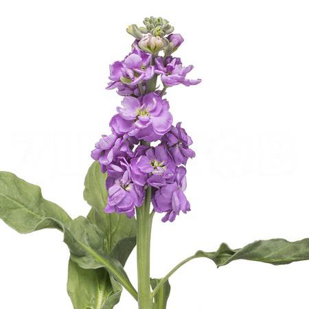 Matthiola blue