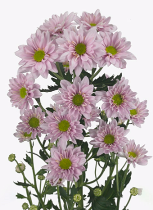 Chrysanthemum spray daisy