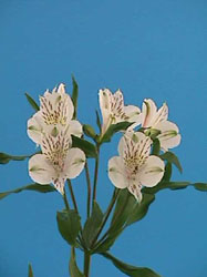Alstroemeria diamond