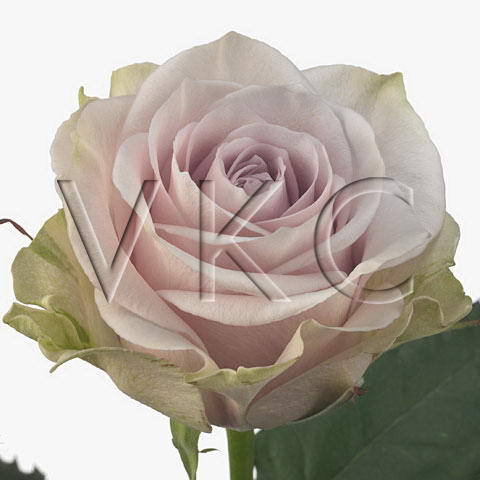 Rose silverado lilac