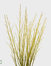 Cornus flaviramea green