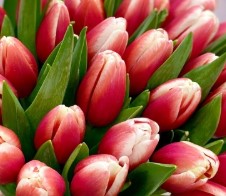 Тюльпан эн красно-белый