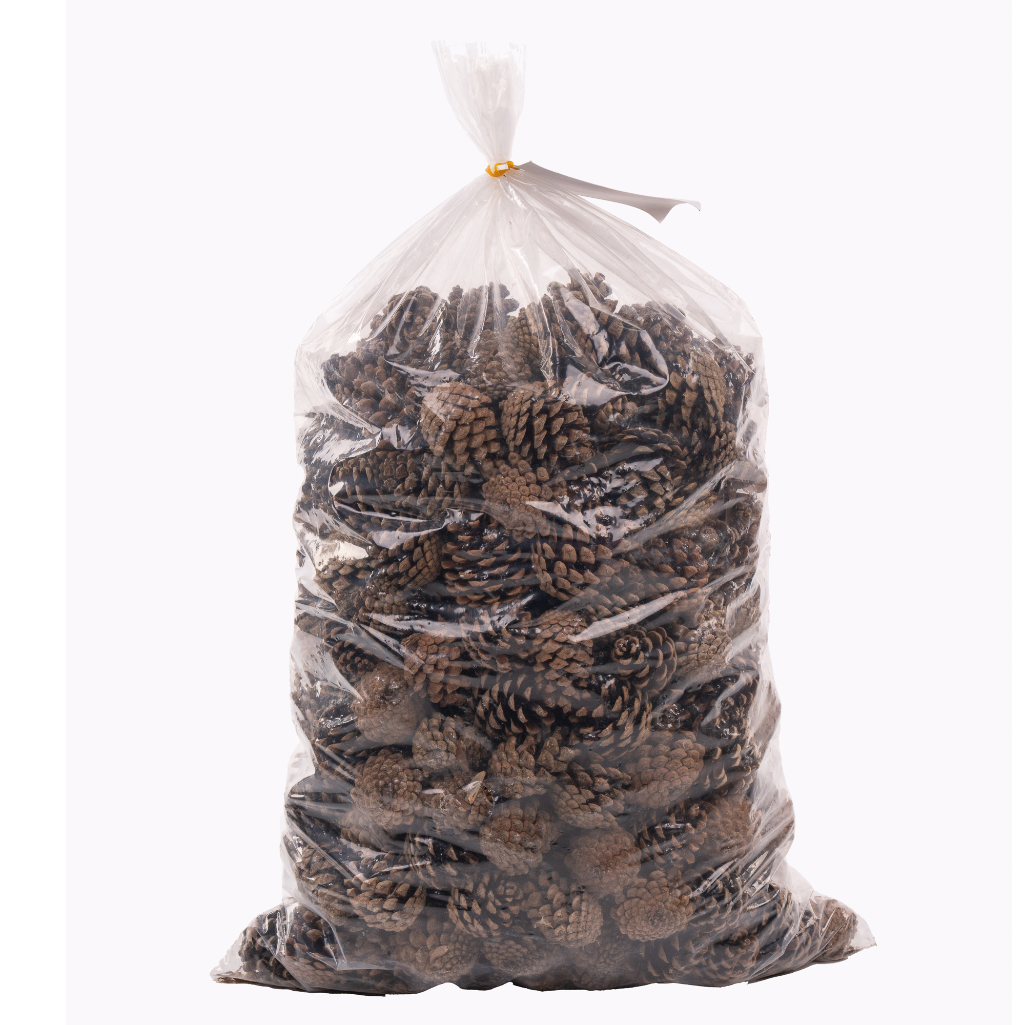 Cone pinecone spruce 5kg